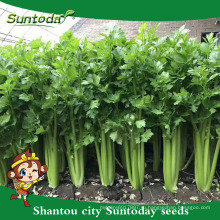 Suntoday растительное Ф1 растет китайская капуста ассорти из свежих Европе сельдерей высокой раза овощных гибридных семян для семян продажа(A4300)